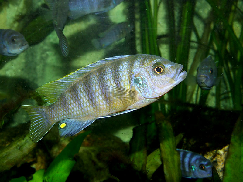 Labidochromis sp. Mbamba