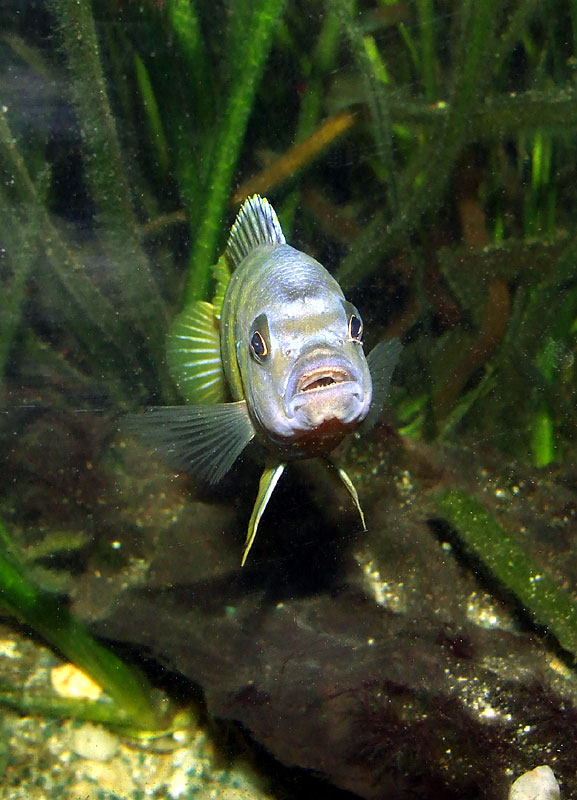 Labidochromis sp. Mbamba II