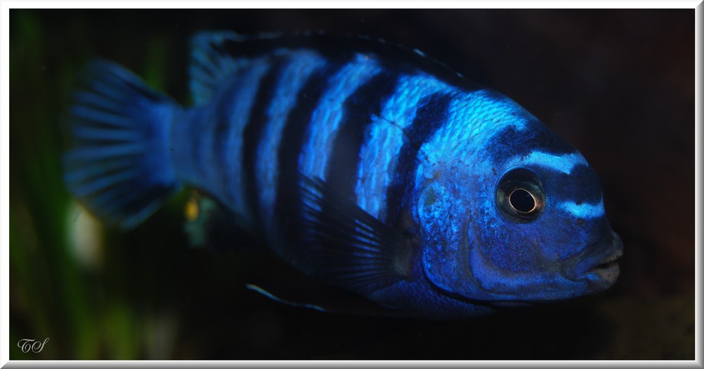 Labidochromis spec. Mbamba II