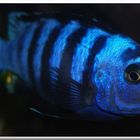 Labidochromis spec. Mbamba II