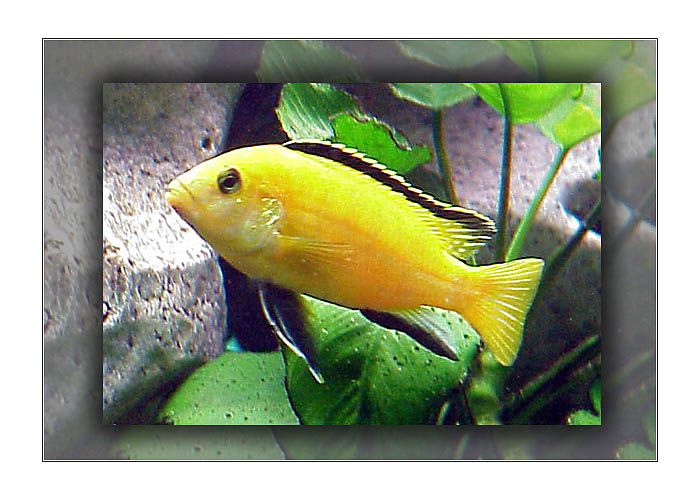 Labidochromis yellow - Buntbarsch