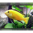 Labidochromis yellow - Buntbarsch