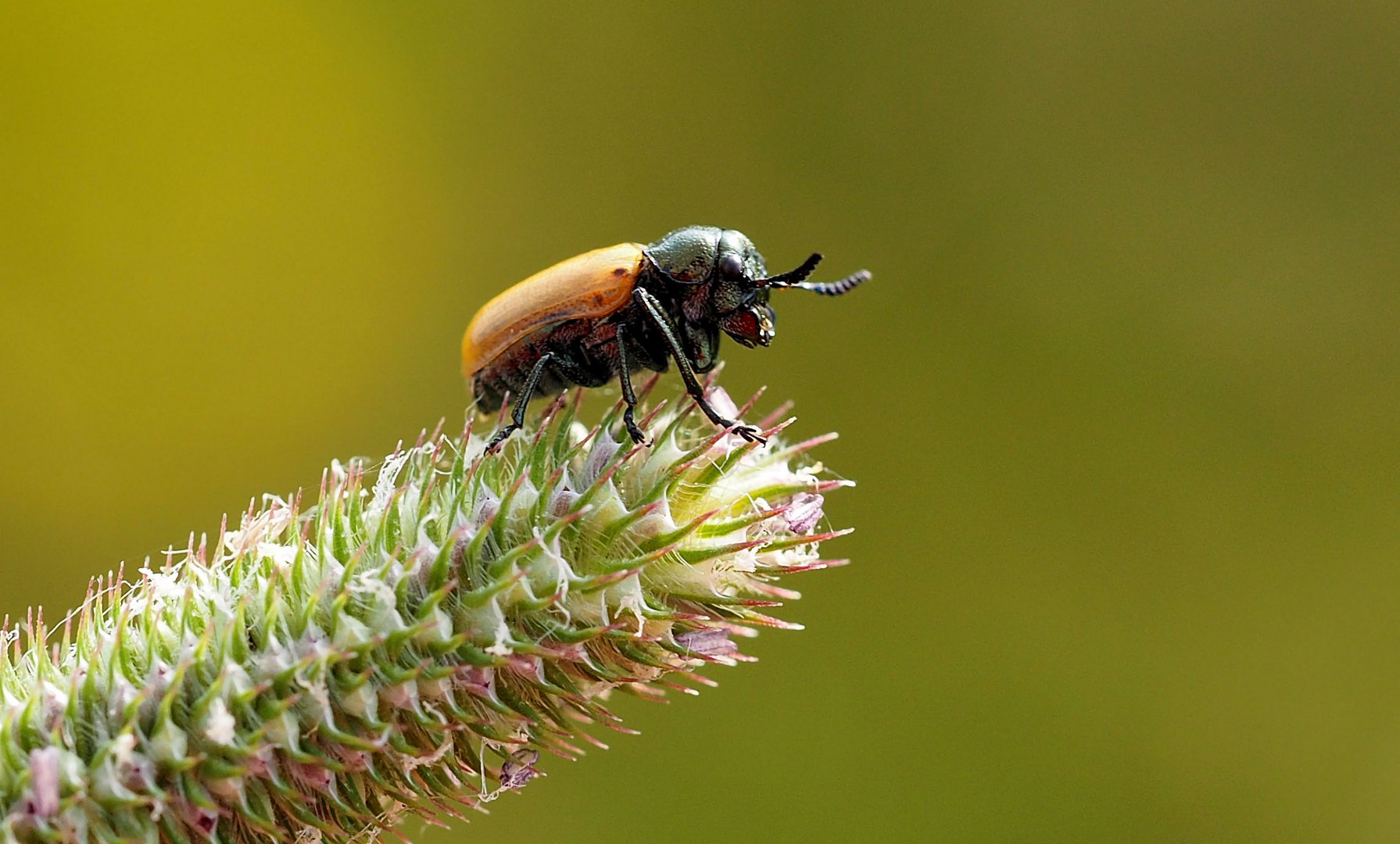 Labidostomis longimana