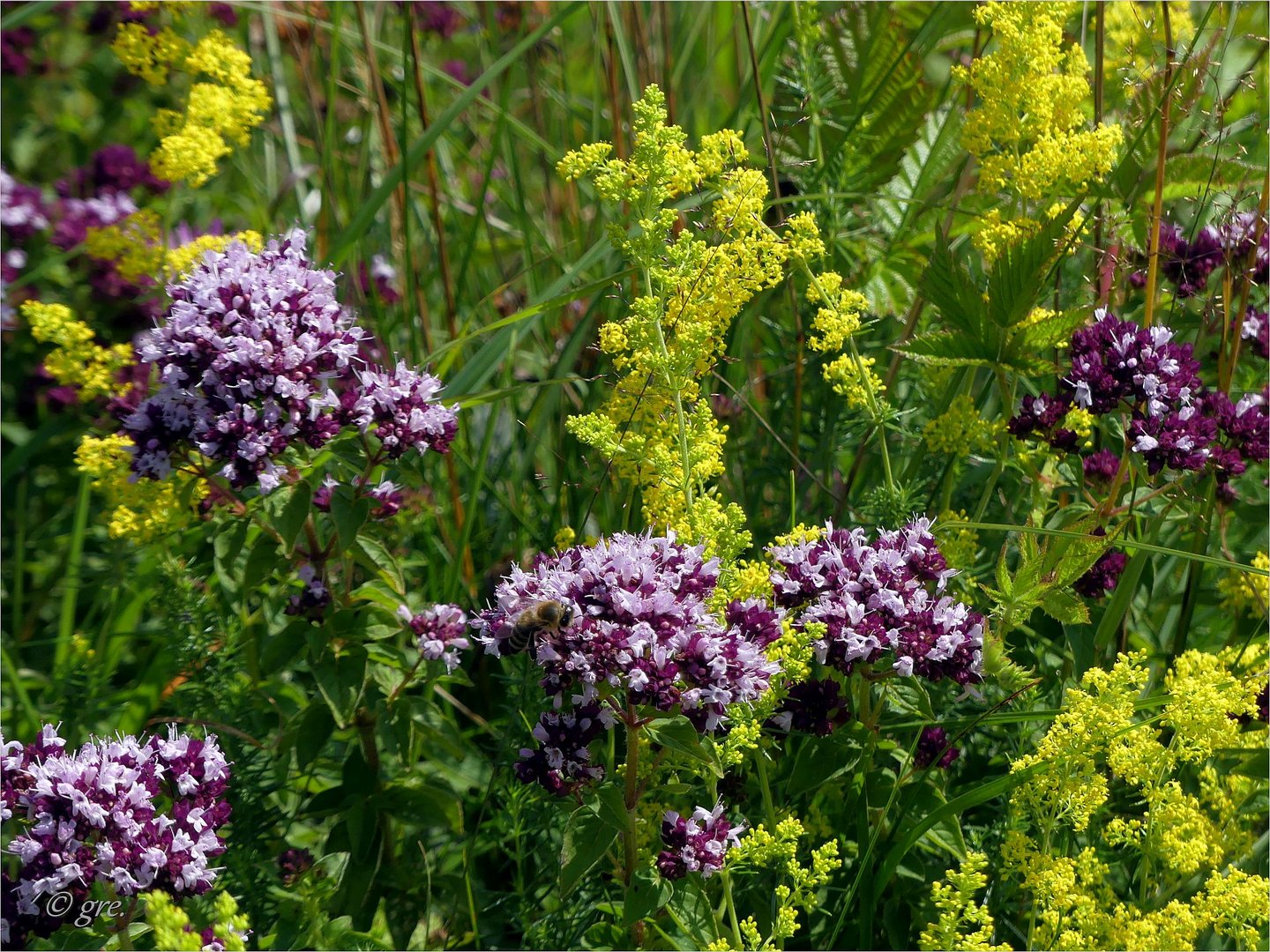 Labkraut und Majoran (Dost - Origanum)