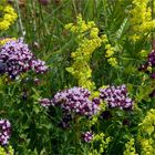 Labkraut und Majoran (Dost - Origanum)