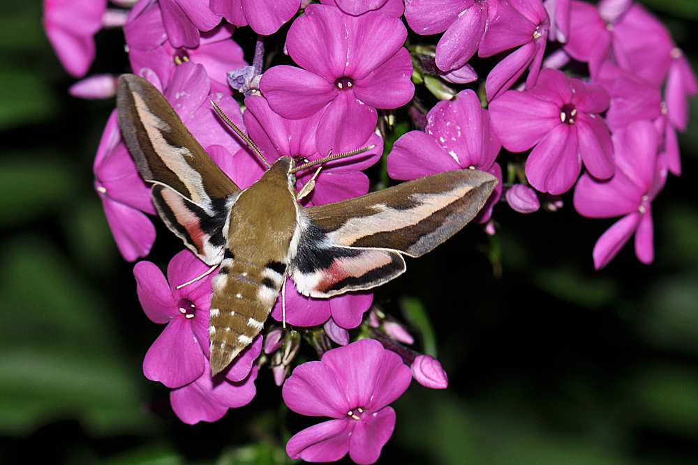 Labkrautschwärmer am Phlox