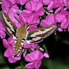 Labkrautschwärmer am Phlox