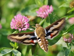 Labkrautschwärmer (Hyles gallii) 