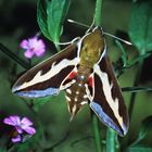 Labkrautschwärmer, Hyles gallii, Bedstraw Hawk-moth