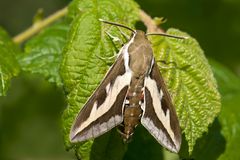 Labkrautschwärmer (Hyles gallii)