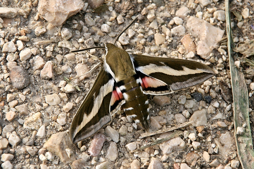 Labkrautschwärmer ( Hyles gallii )