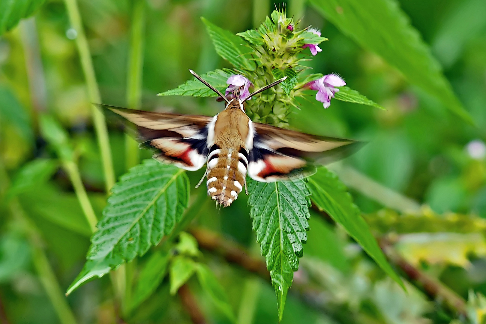 Labkrautschwärmer (Hyles gallii) - Sphinx de la Garance.