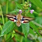 Labkrautschwärmer (Hyles gallii) - Sphinx de la Garance.