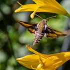 Labkrautschwärmer in unserem Garten 