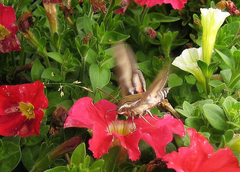 Labkrautschwärmer Nachtfalter Schmetterling