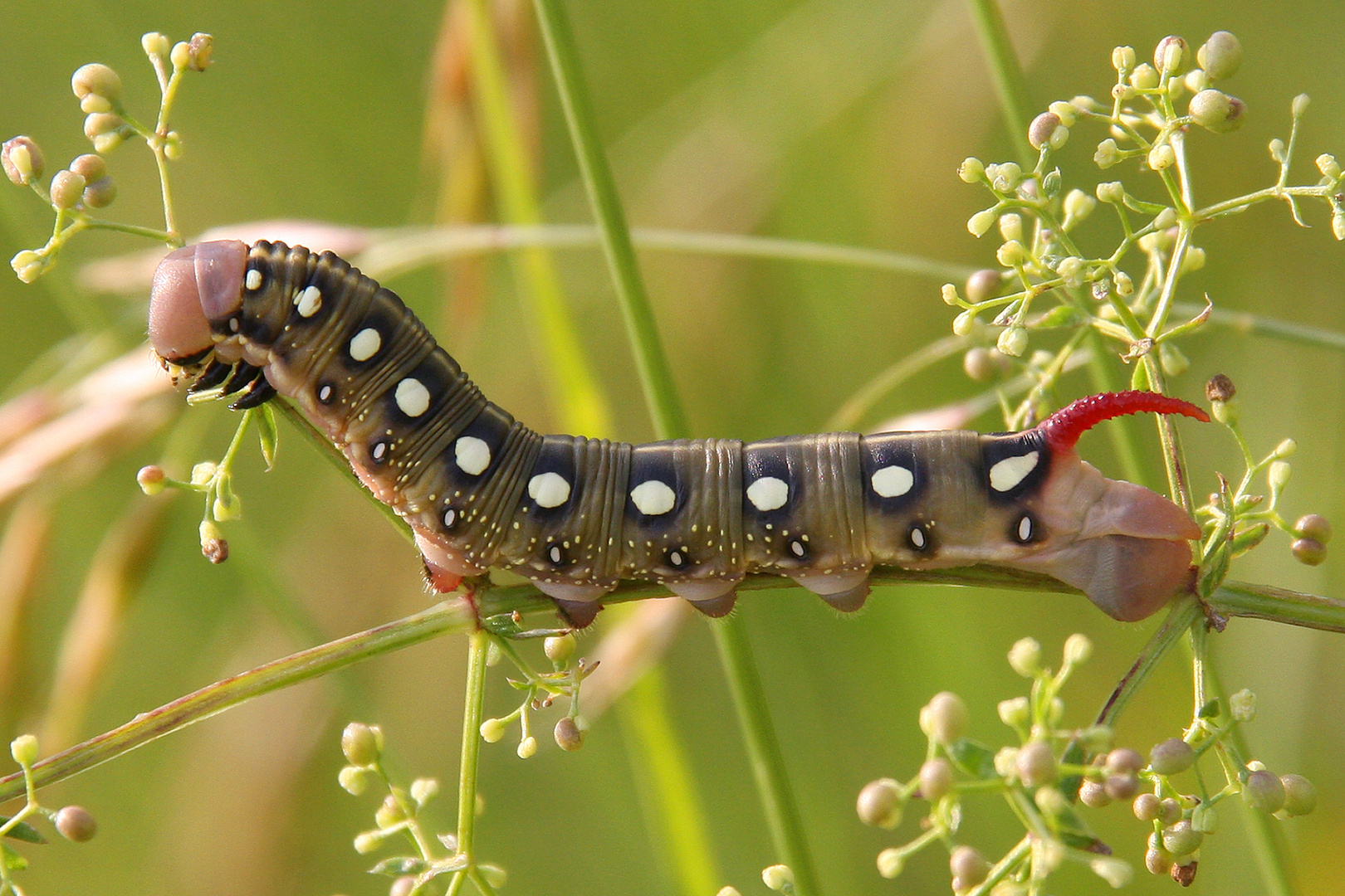 Labkrautschwärmer oder Bedstraw Hawk-Moth or Gallium Sphinx (Hyles gallii)