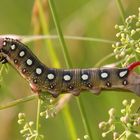 Labkrautschwärmer oder Bedstraw Hawk-Moth or Gallium Sphinx (Hyles gallii)