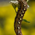 Labkrautschwärmer Raupe (Hyles gallii)