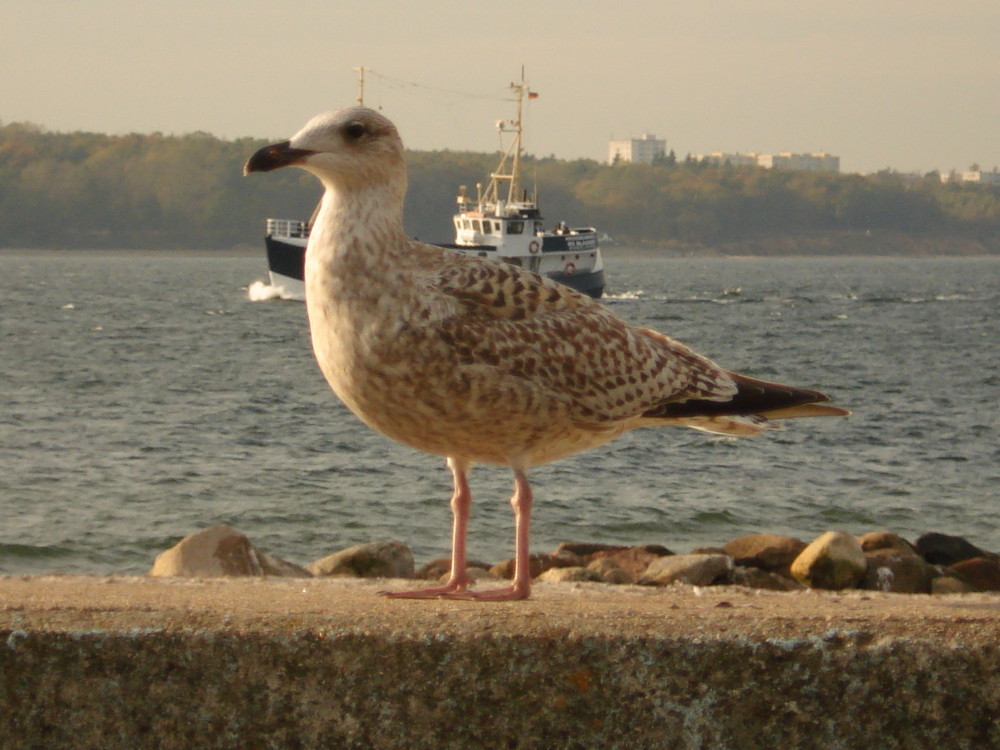 Laboe