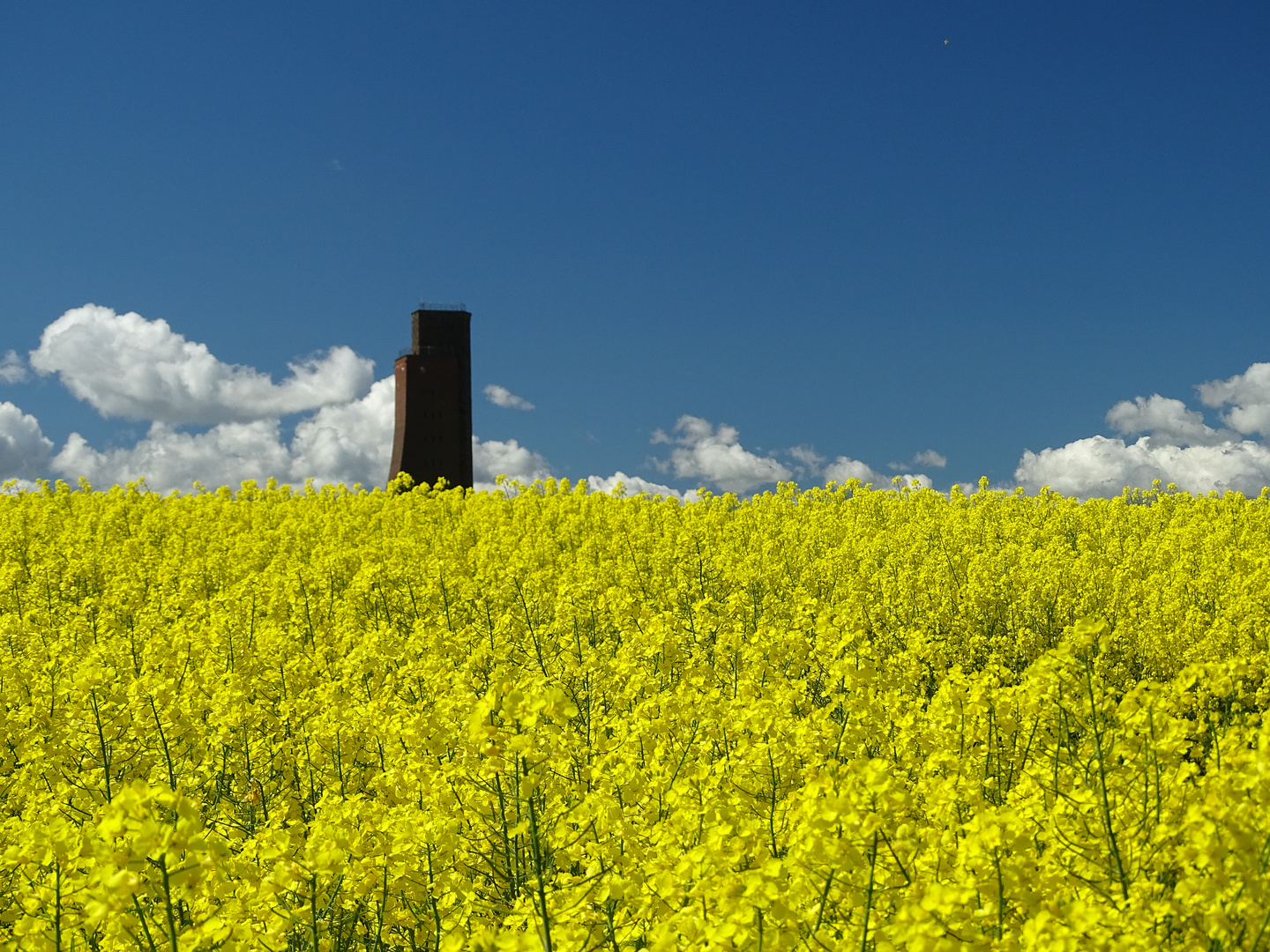 LABOE  RAPSBLÜTE 