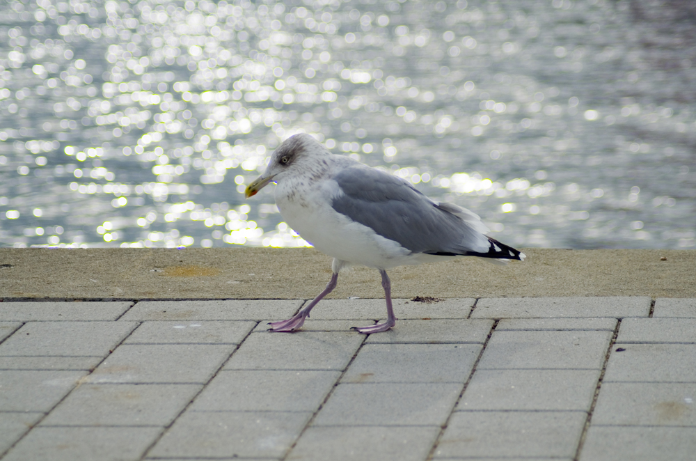 Laboer Möwen gehen gern im Hafen spazieren