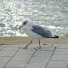 Laboer Möwen gehen gern im Hafen spazieren