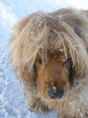 L'abominevole cane delle nevi