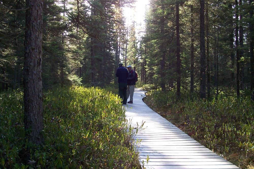 Laborador Tea Boardwalk