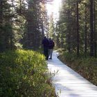 Laborador Tea Boardwalk