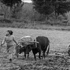 LABORES EL CAMPO