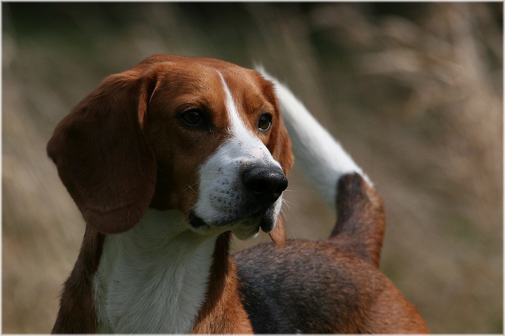 Laborhund Nr. B/117-XII