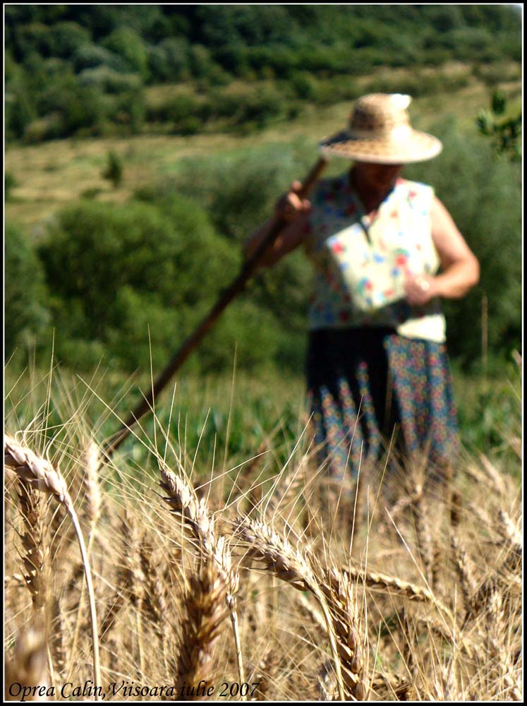 Labour field