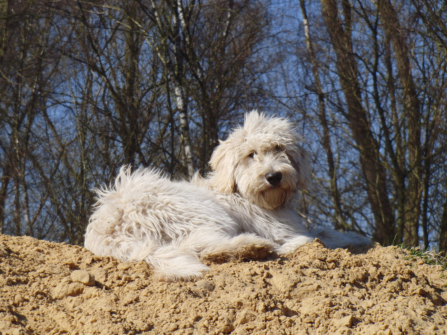 Labradoodle