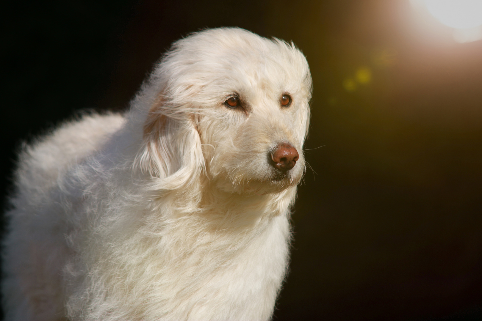 Labradoodle im Sonnenlicht