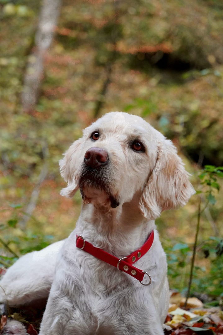 Labradoodle im Wald 