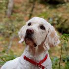 Labradoodle im Wald 