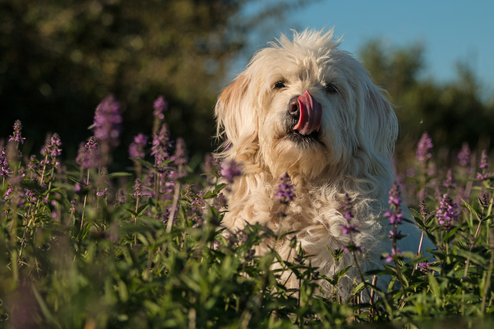 Labradoodle mit Zunge