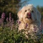 Labradoodle mit Zunge