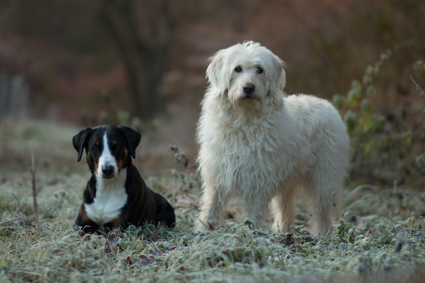 Labradoodle und Appenzeller