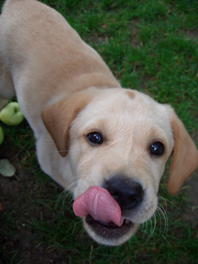 Labrador