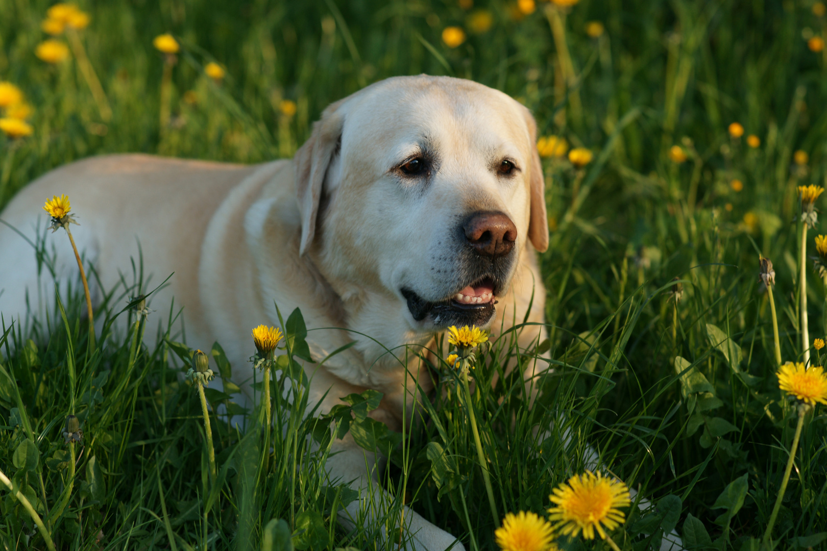 Labrador