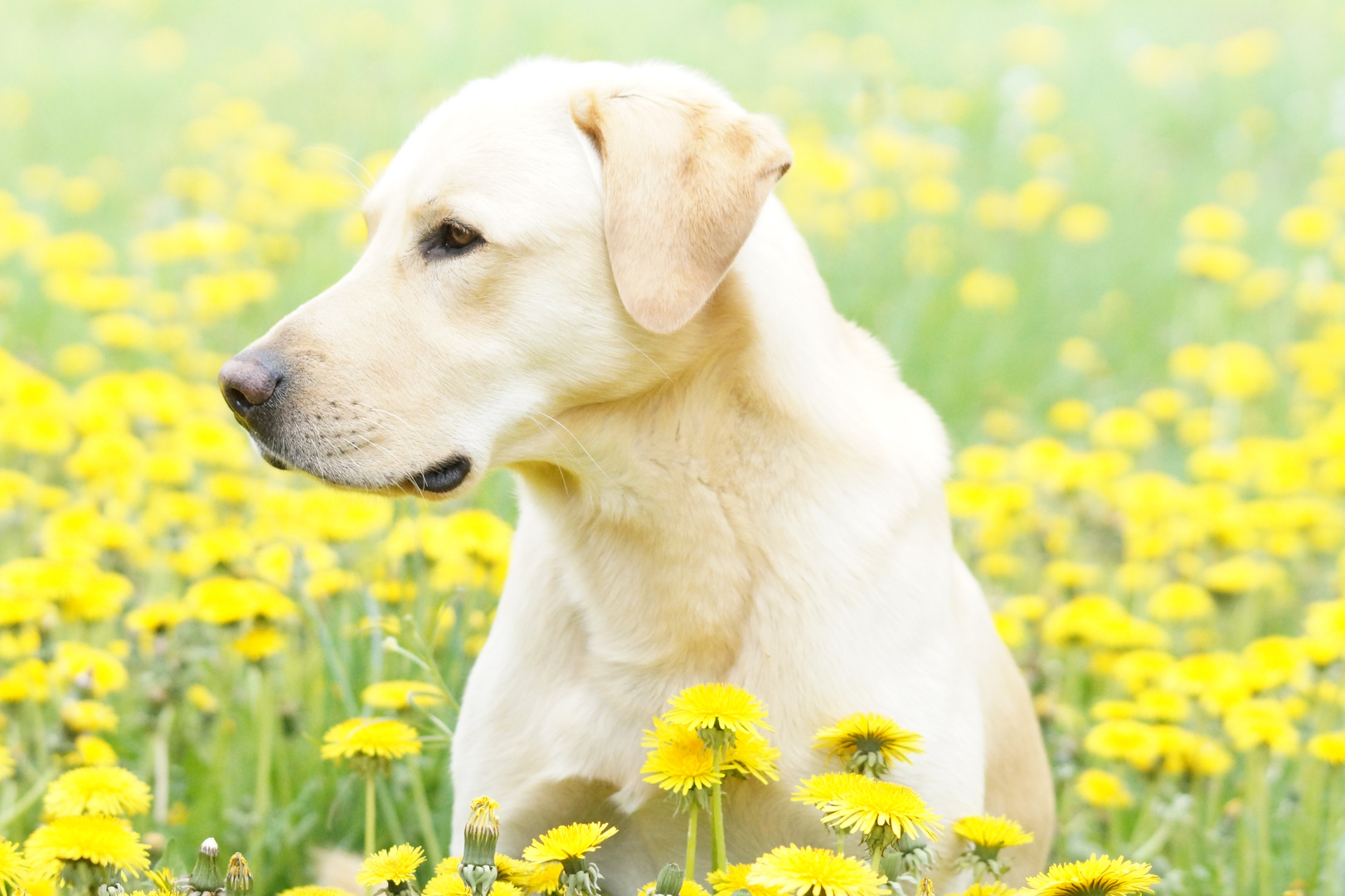 Labrador :)