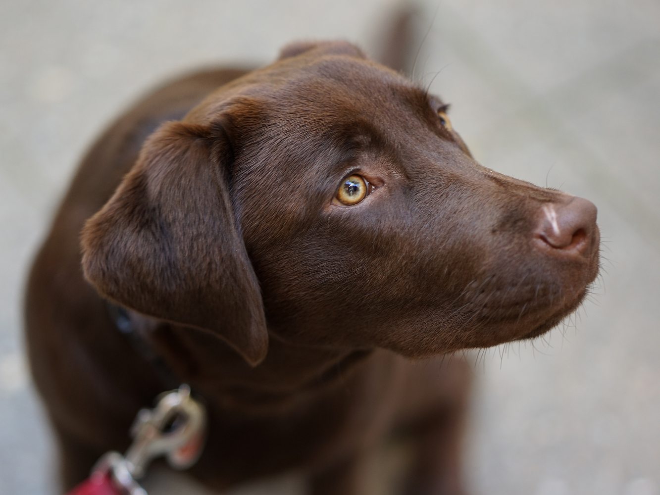 Labrador