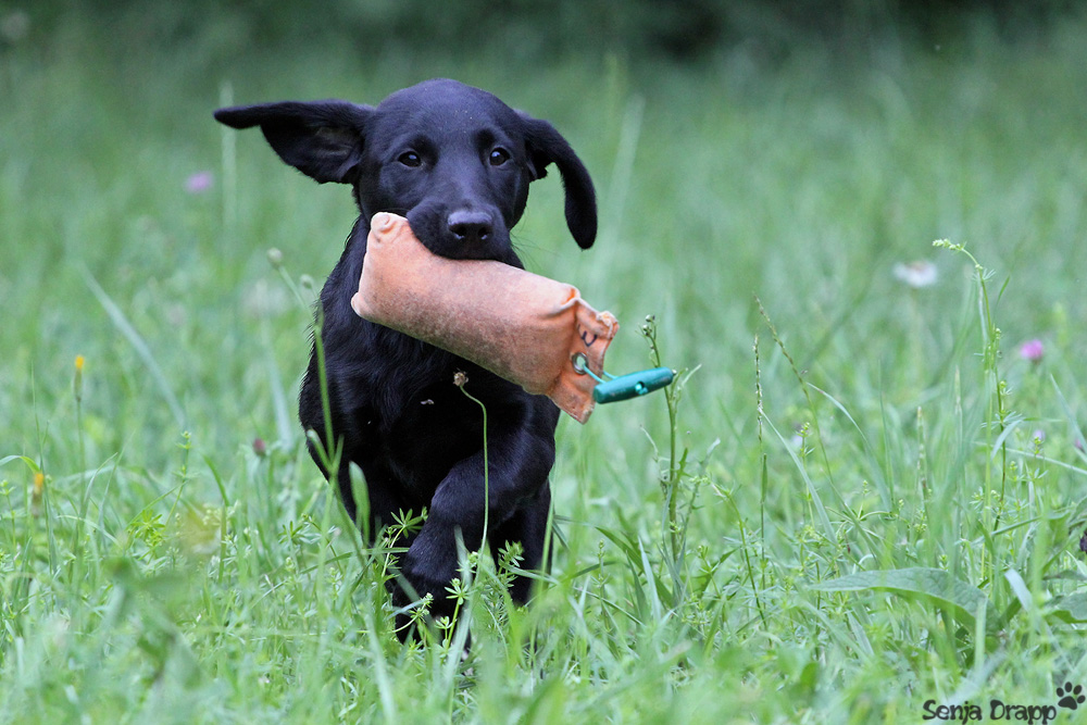 Labrador 13 Wochen