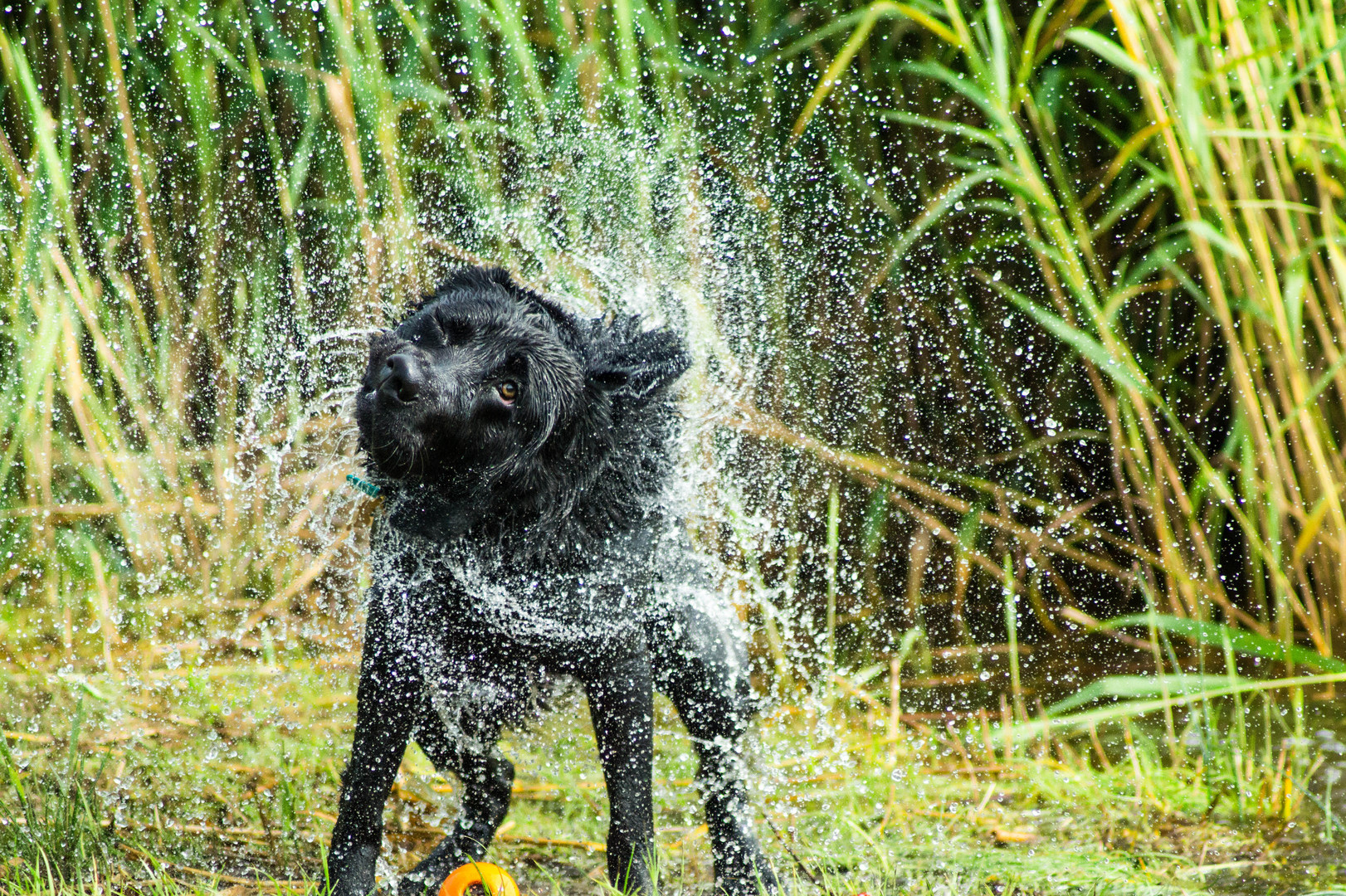 Labrador