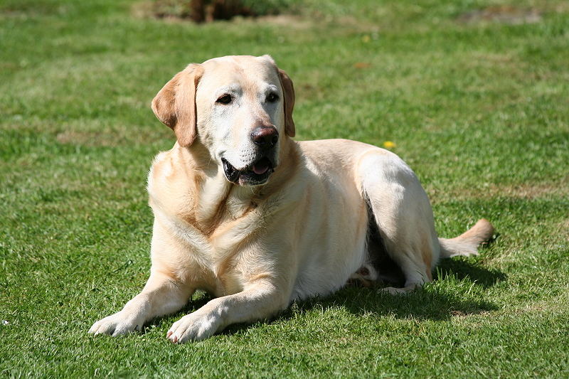 Labrador