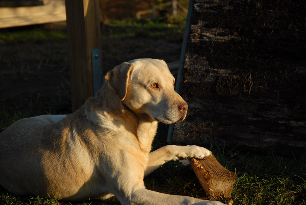 Labrador