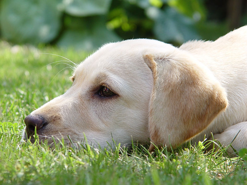 Labrador