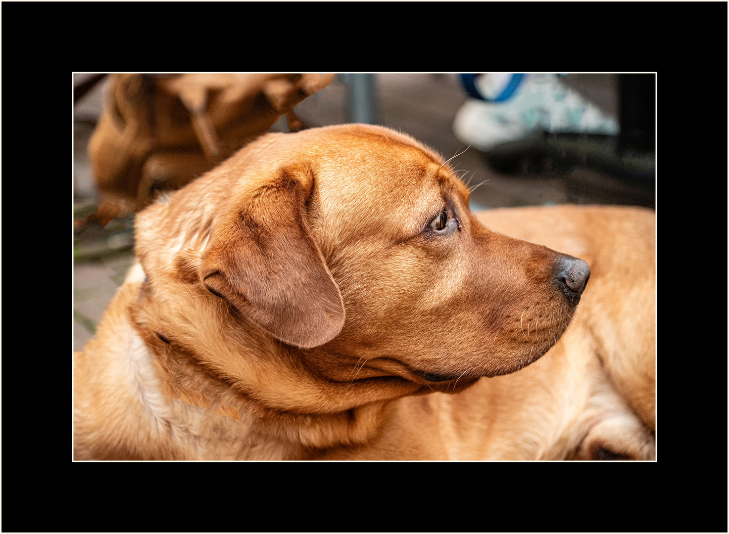 Labrador