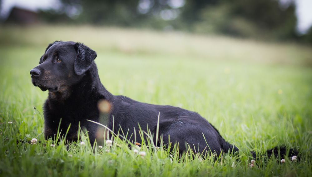 Labrador